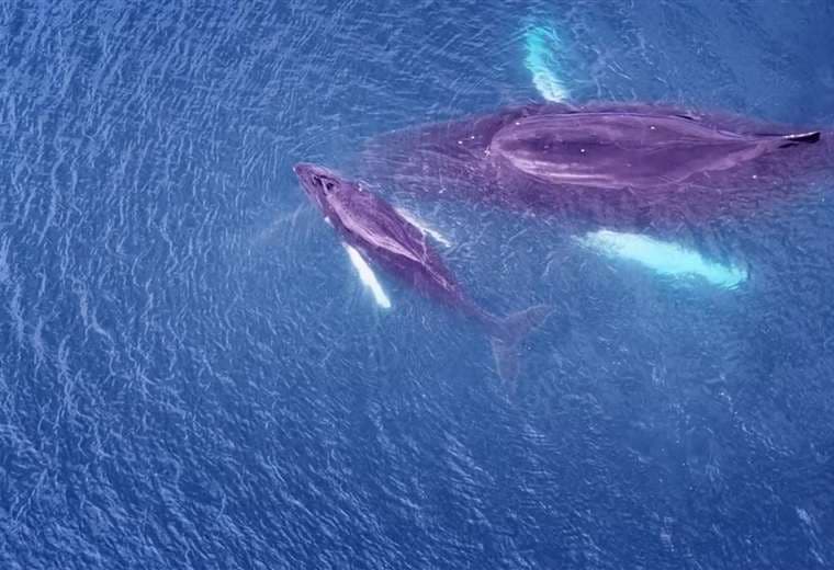 El Planeta Azul: Cuna de Ballenas